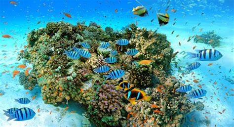 egyptske plaze a koralove utesy