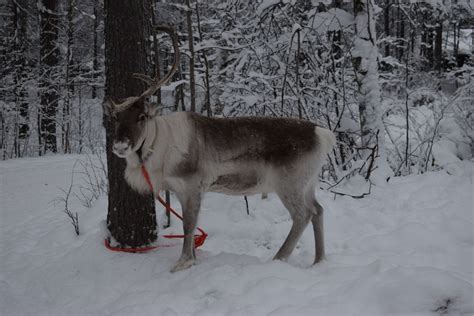 aurora kabiny nad postelou v Laponsku