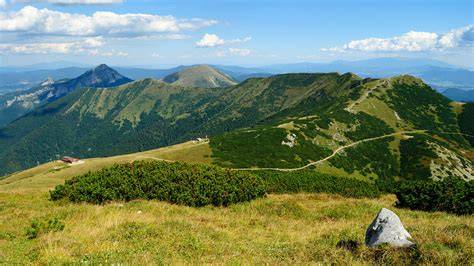 Čučoriedkové porasty na hrebeni Malá Fatra