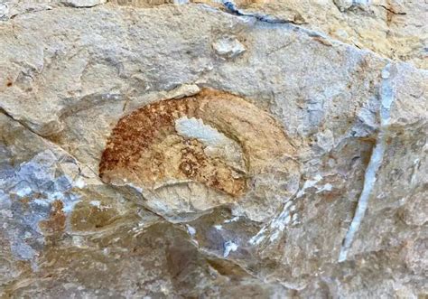 geológia a paleontológia Jevišovka